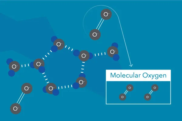 溶解在水中的分子氧（圈）。分子氧不是來自水分子中的氧（ H2O ).